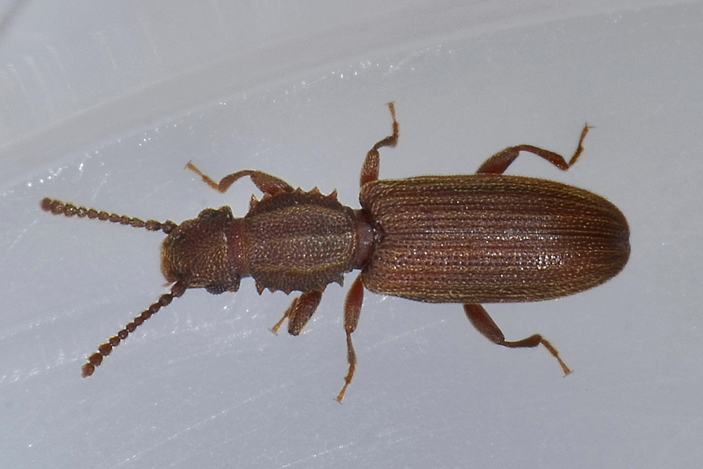 Oryzaephilus surinamensis